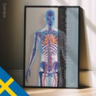 Système cardiovasculaire - dessin de educare.design