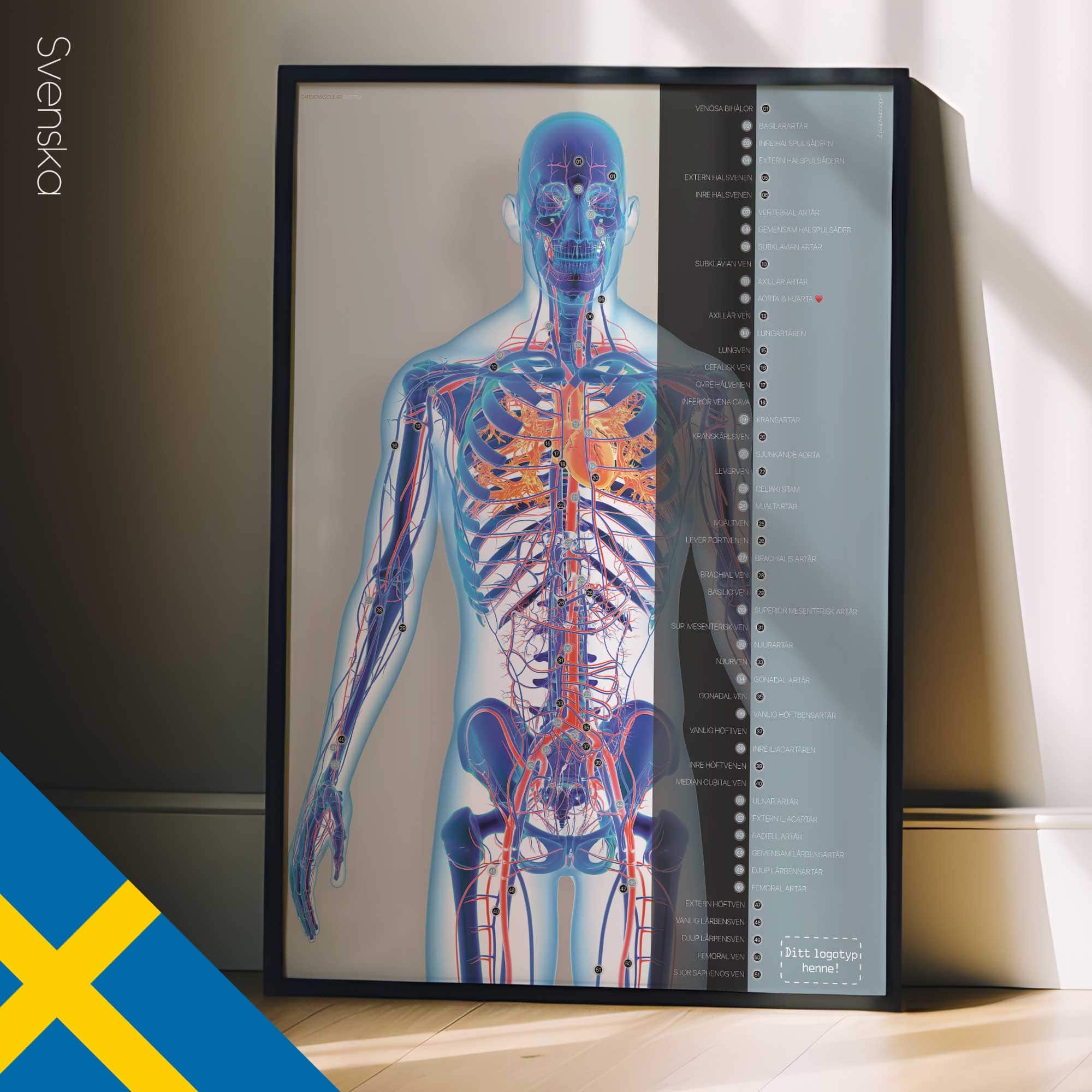 Système cardiovasculaire - dessin de educare.design