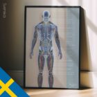 Systèmes circulatoire et nerveux. Dessin d'anatomie et de physiologie d'educare.design