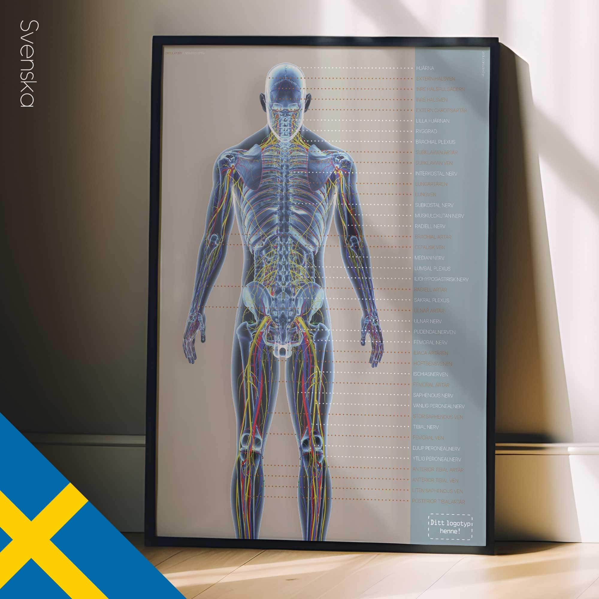 Systèmes circulatoire et nerveux. Dessin d'anatomie et de physiologie d'educare.design