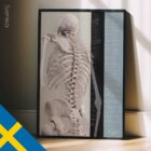 Spinal Motion (Controlled Physiology) — Anatomy Chart