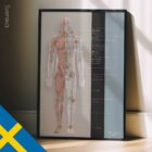 Lymphatisches System, Anatomie und Physiologie Kunstwerke von educare.design