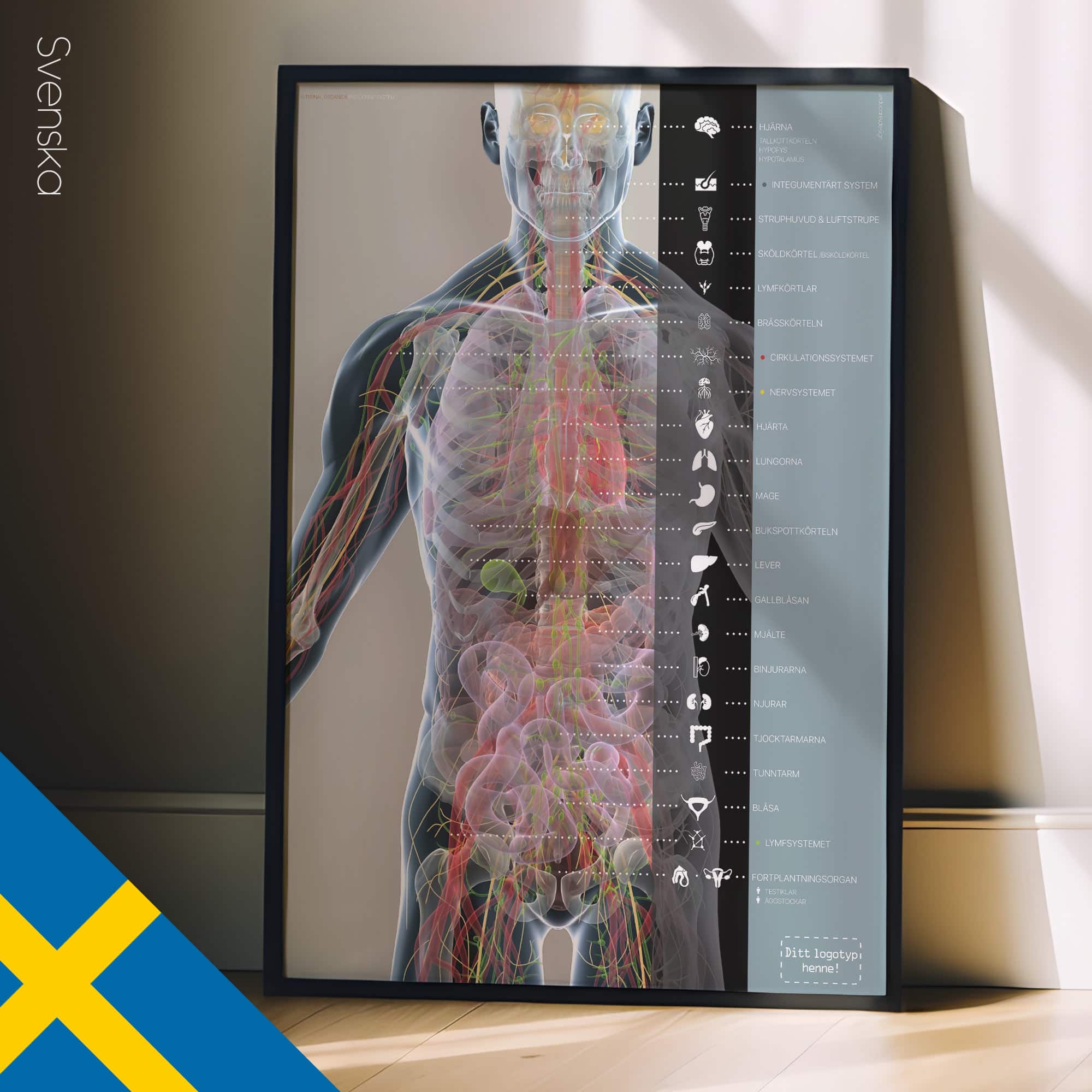 Internal organs and the endocrine system