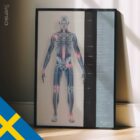 Osteoartrite. Opere d'arte di anatomia e fisiologia da educare.design