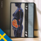 Pregnancy & Postural Changes