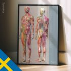 Sclerotomes Pain Map – educare.design Mappa del dolore degli sclerotomi. Opere d'arte di anatomia e fisiologia da educare.design