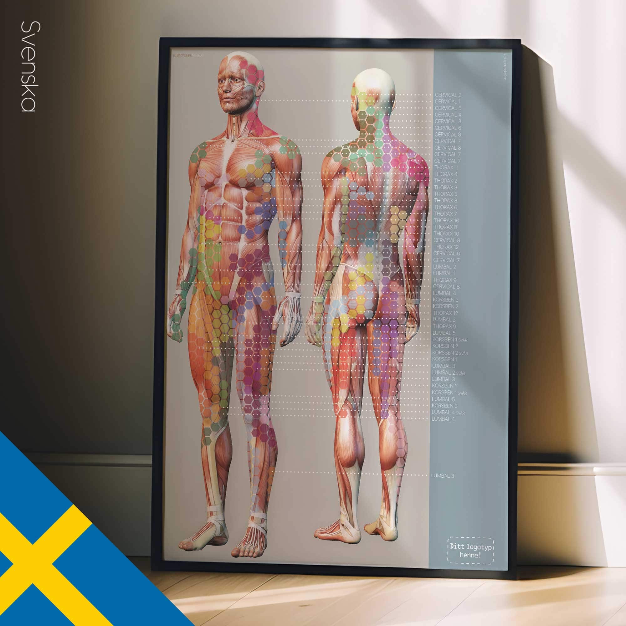 Mappa del dolore degli sclerotomi. Opere d'arte di anatomia e fisiologia da educare.design