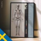 Affiche sur le système squelettique. Dessin d'anatomie et de physiologie d'educare.design