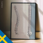 Fonction des Nerfs Spinaux