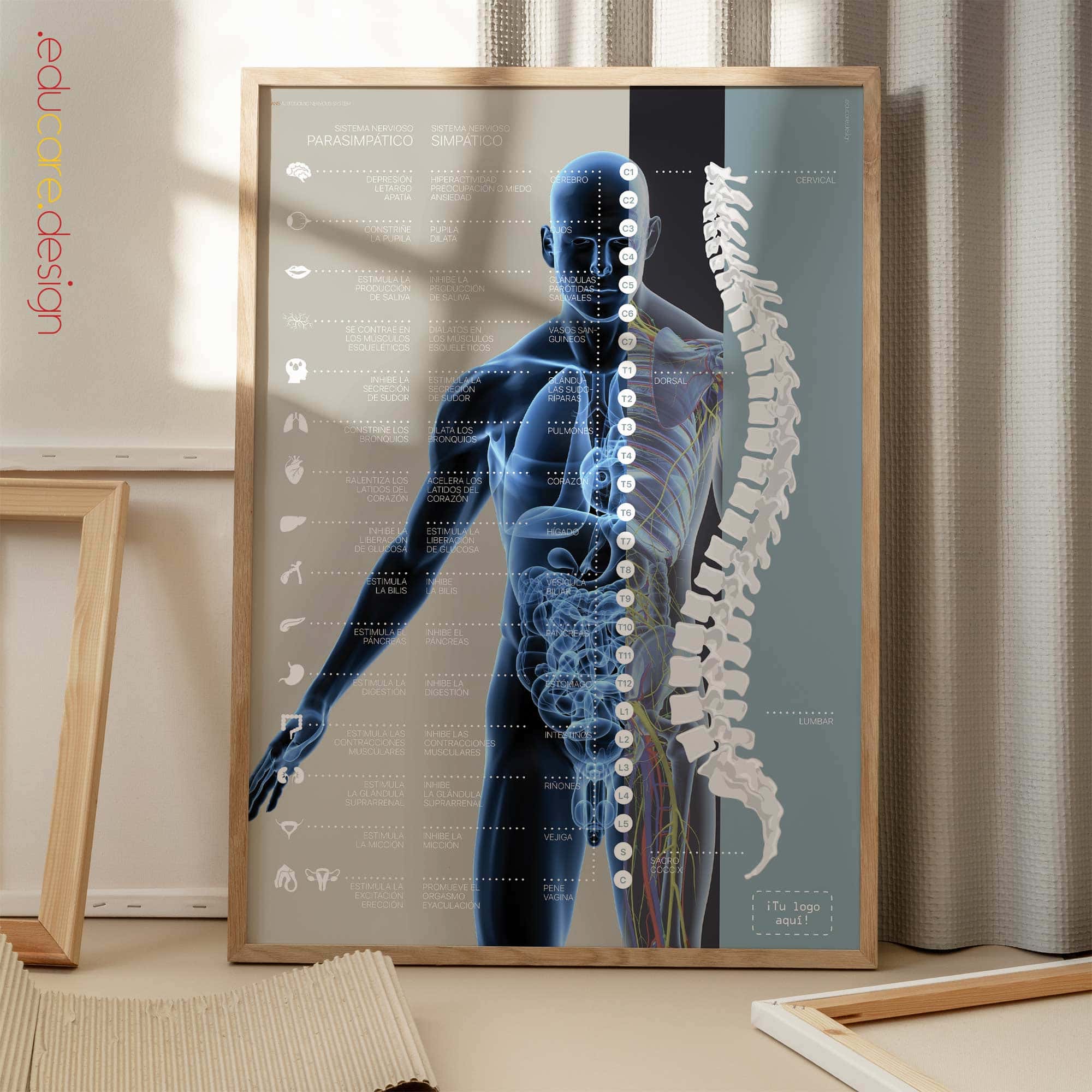 Sistema Nervioso Autónomo lámina anatómica para clínicas y consultas