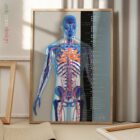 Sistema Cardiovascolare tavola anatomica per studi e cliniche