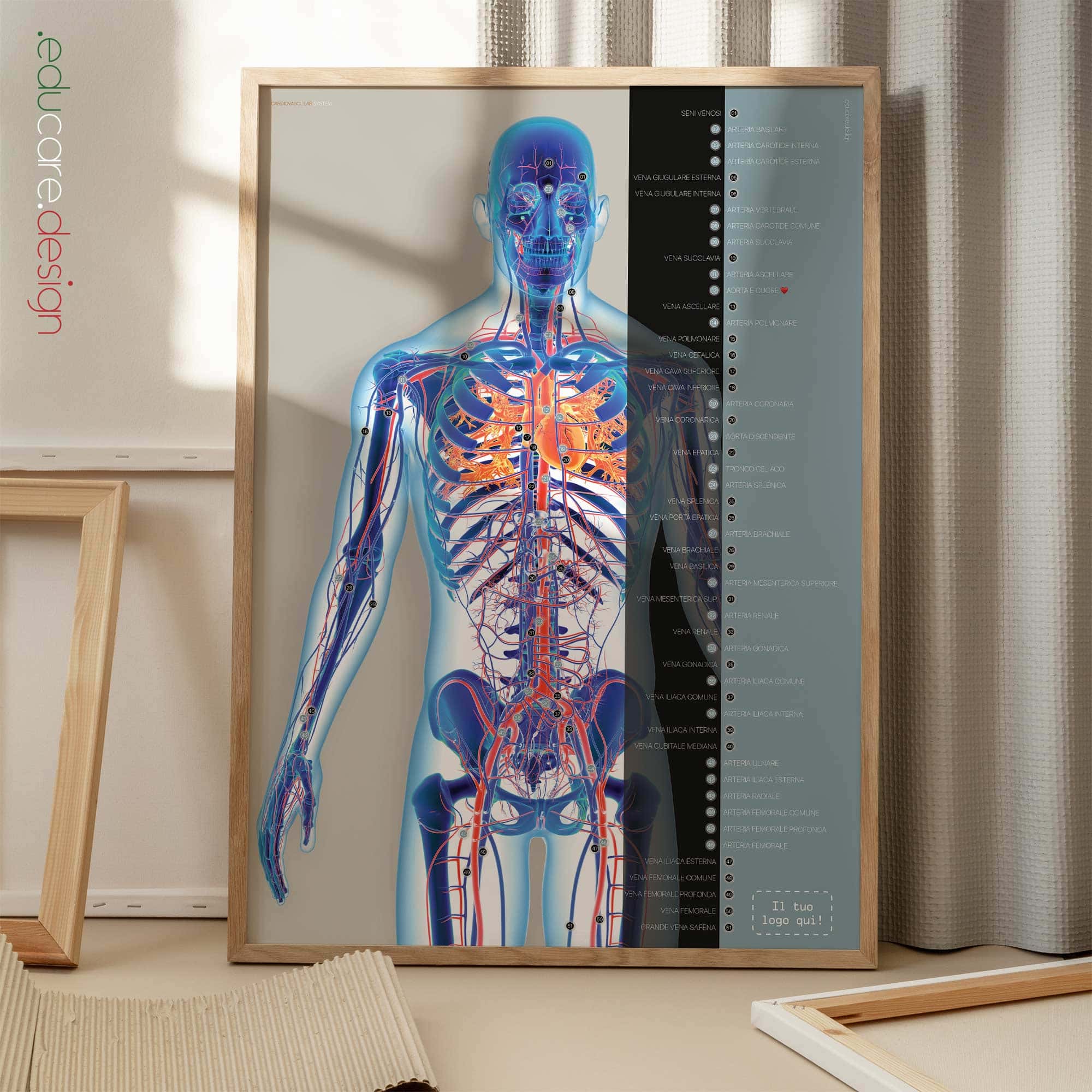 Sistema Cardiovascolare tavola anatomica per studi e cliniche