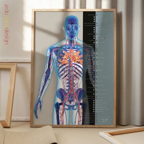Obra de arte del sistema cardiovascular de educare.design