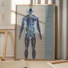 Sistema Circolatorio e Sistema Nervoso tavola anatomica per studi e cliniche Sistema Circolatorio e Sistema Nervoso tavola anatomica per studi e cliniche