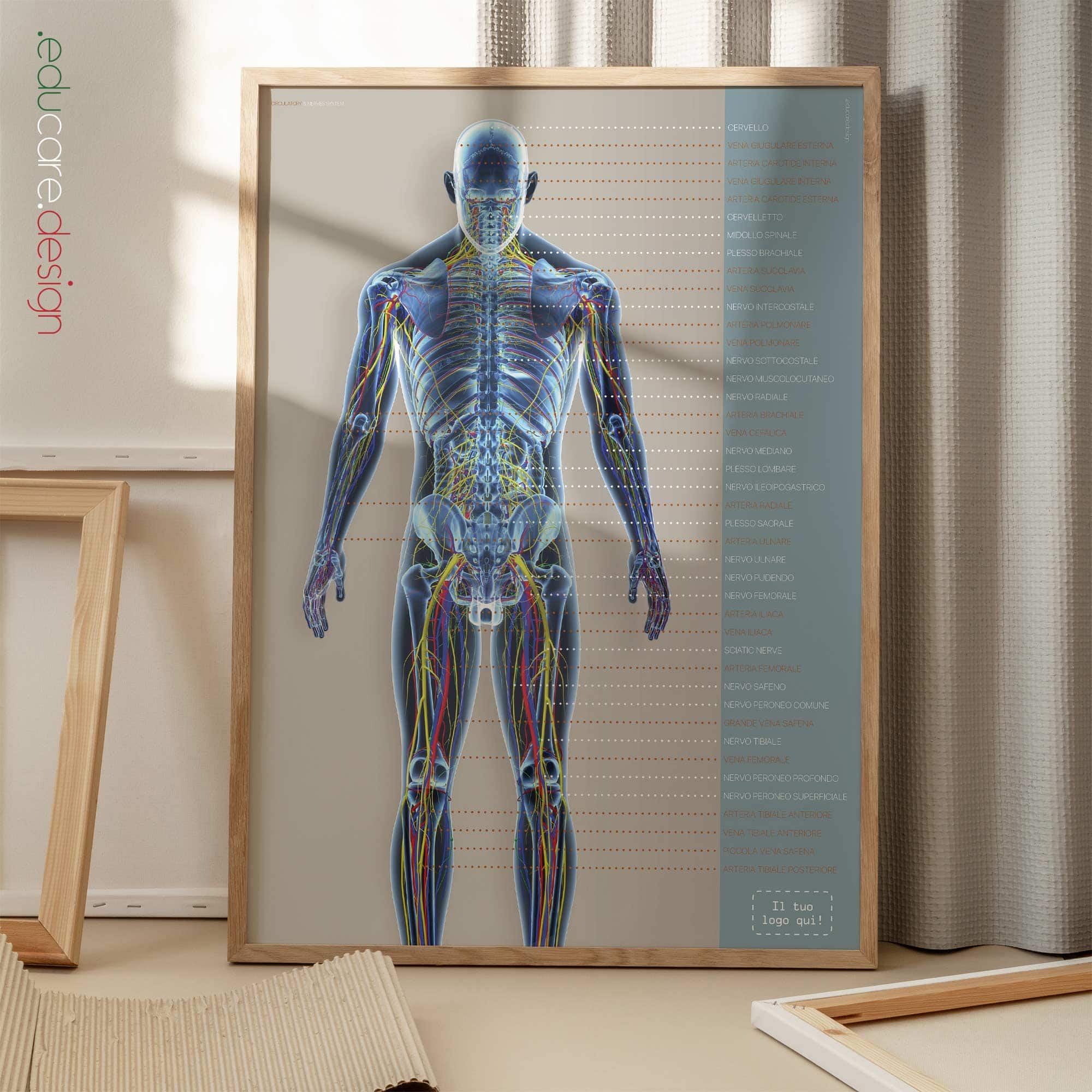 Sistema Circolatorio e Sistema Nervoso tavola anatomica per studi e cliniche Sistema Circolatorio e Sistema Nervoso tavola anatomica per studi e cliniche