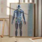 Sistema Circulatorio y Sistema Nervioso lámina anatómica para clínicas y consultas
