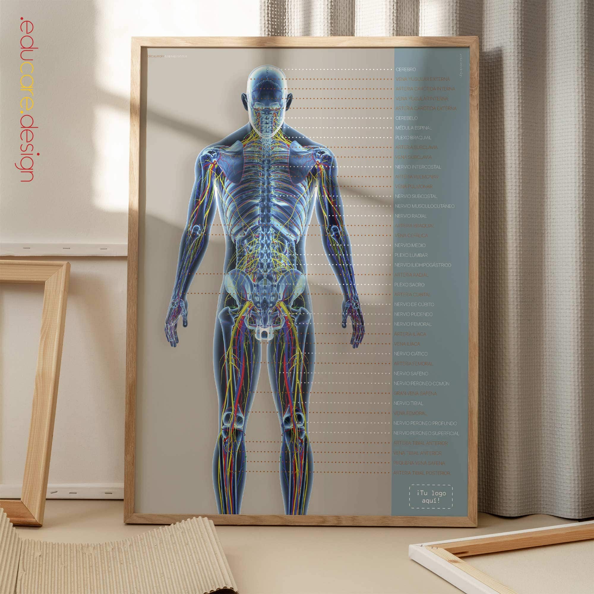 Sistema Circulatorio y Sistema Nervioso lámina anatómica para clínicas y consultas