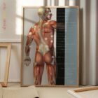 Fibromialgia; Puntos Sensibles y Síntomas lámina anatómica para clínicas y consultas