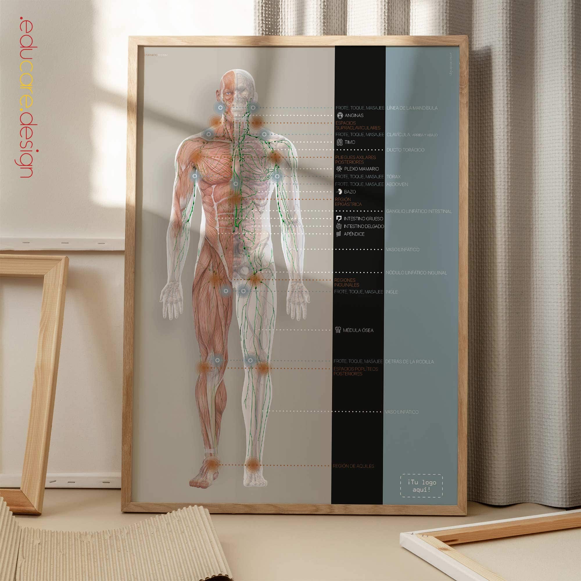 Sistema Linfático lámina anatómica para clínicas y consultas