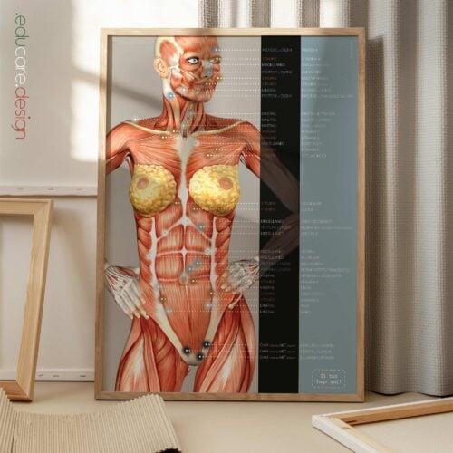 Movimento Spinale tavola anatomica per studi e cliniche