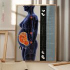 Gravidanza e Cambiamenti Posturali tavola anatomica per studi e cliniche