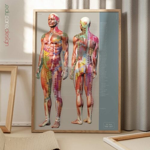 Borsite, Artrite e Tendinite tavola anatomica per studi e cliniche