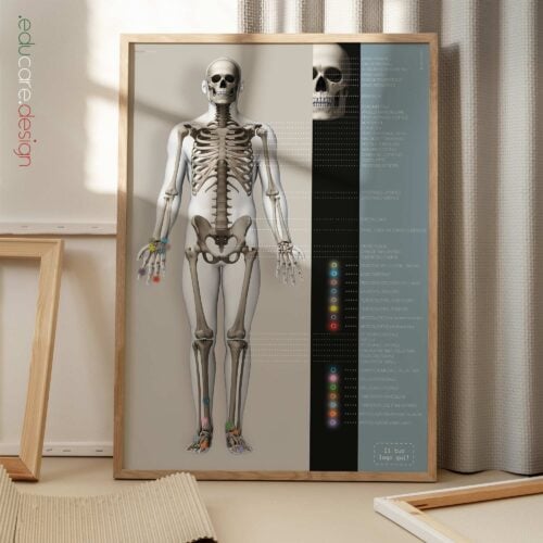 Borsite, Artrite e Tendinite tavola anatomica per studi e cliniche