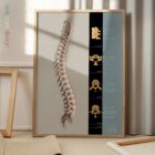 Colonna Vertebrale tavola anatomica per studi e cliniche