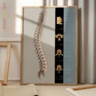 Columna Vertebral lámina anatómica para clínicas y consultas