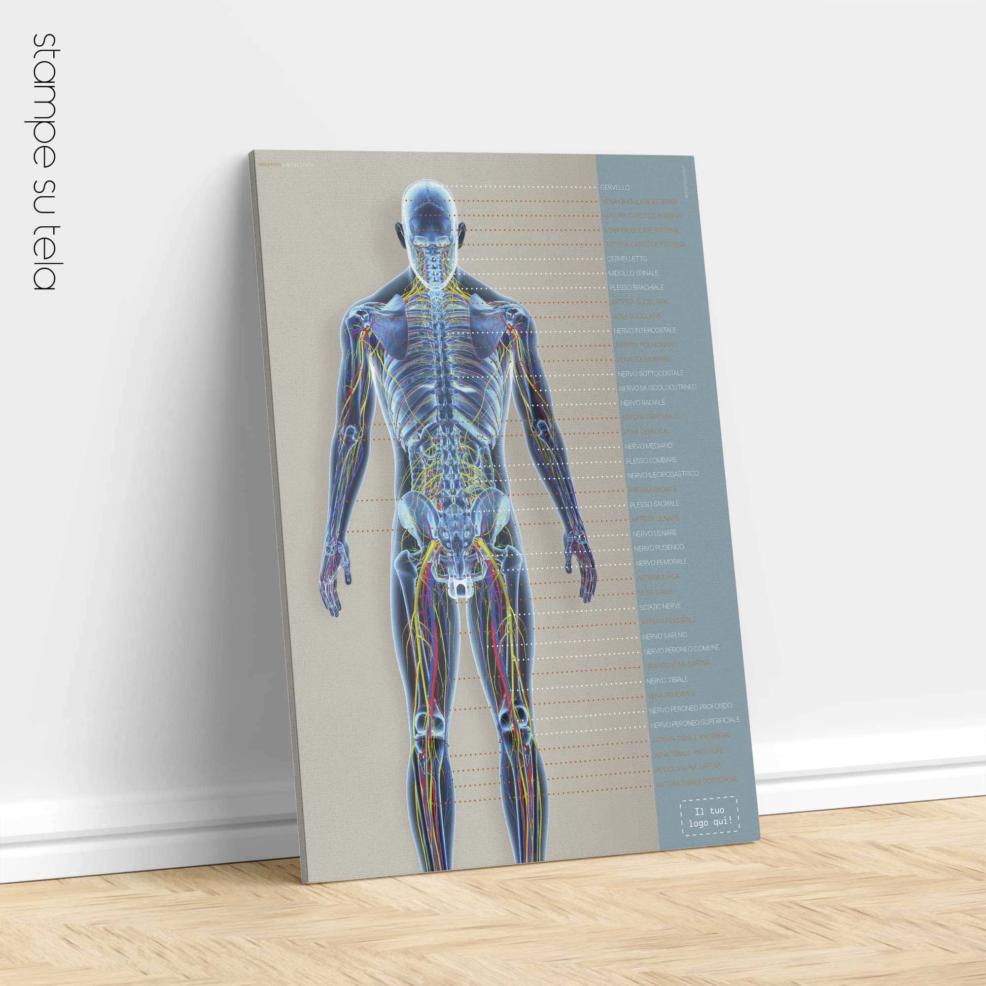 Sistemi circolatorio e nervoso. Opere d'arte di anatomia e fisiologia da educare.design