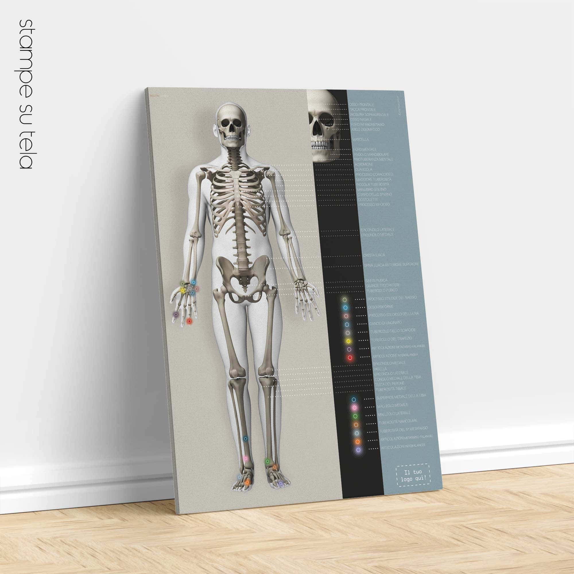 Poster sul sistema scheletrico. Opere d'arte di anatomia e fisiologia da educare.design