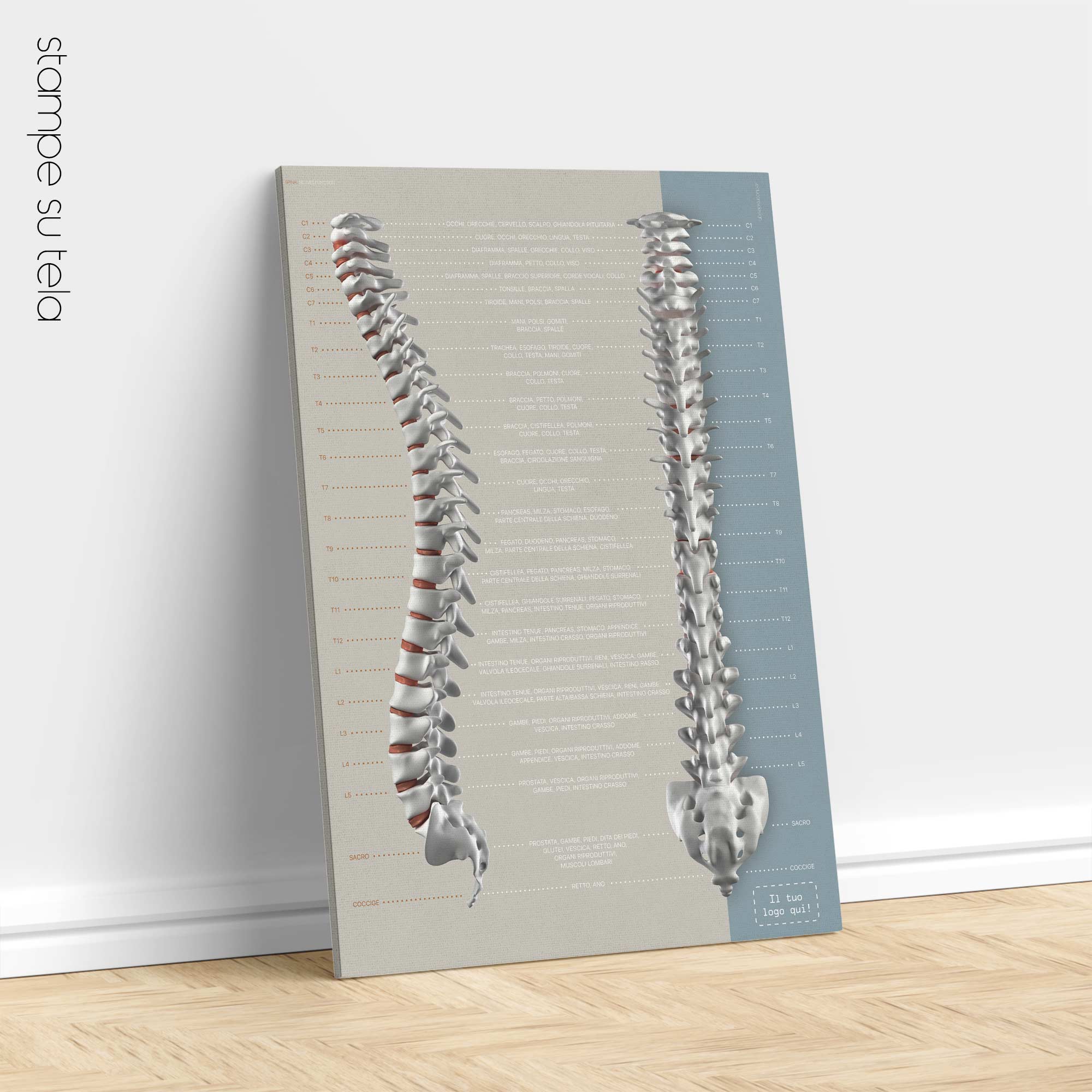 Funzione dei Nervi Spinali