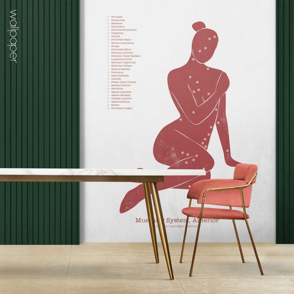 09 abstract anterior muscles wallpaper – Premium Anatomy Chart by educare.design