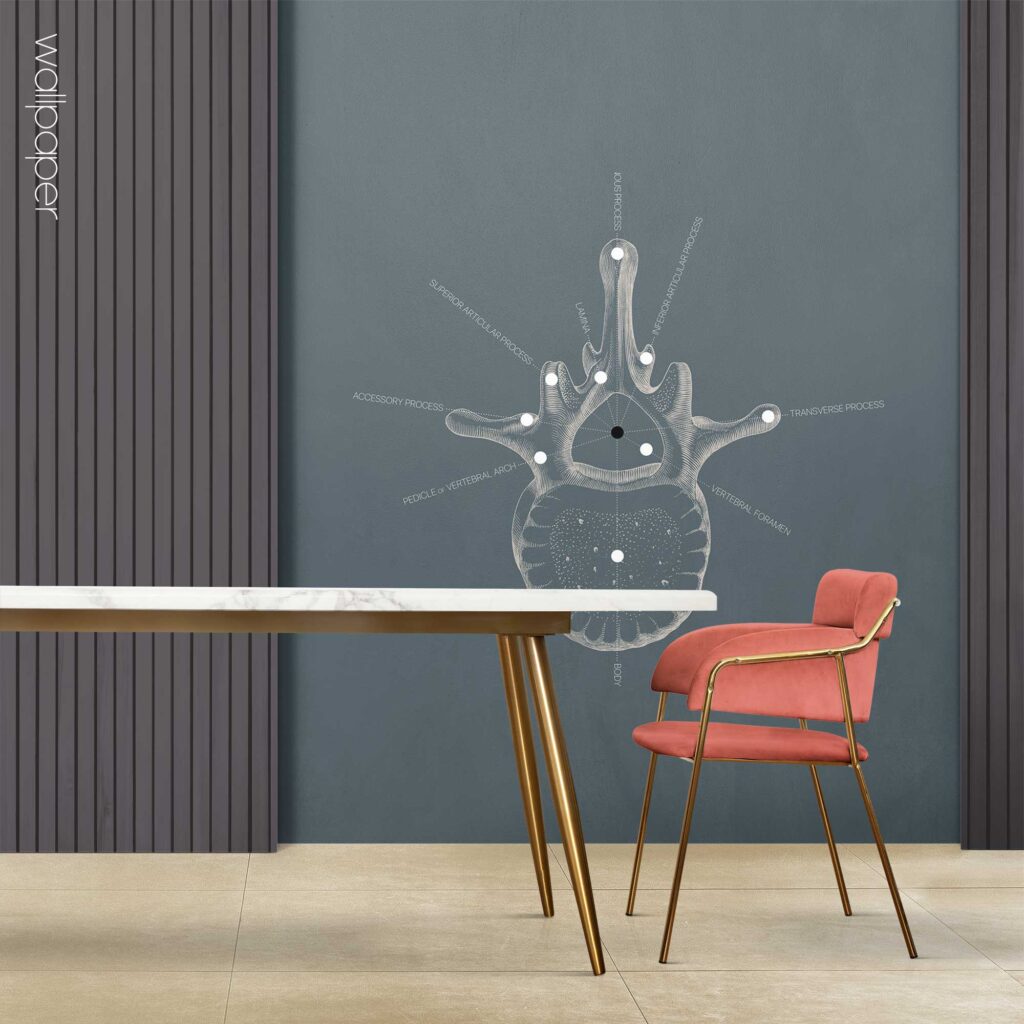 09 blue lumbar vertebrae superior wallpaper – Premium Anatomy Chart by educare.design