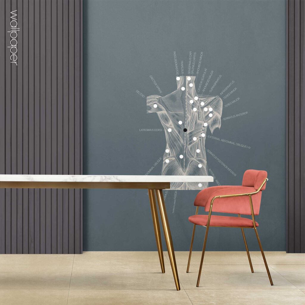 09 blue back muscles wallpaper – Premium Anatomy Chart by educare.design