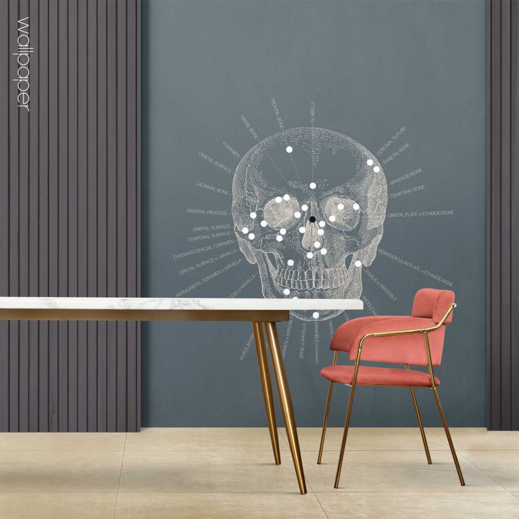 09 blue cranial bones anterior wallpaper – Premium Anatomy Chart by educare.design