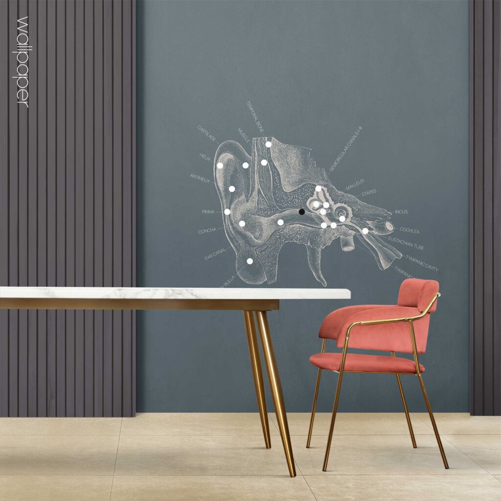 09 blue ear cross section wallpaper – Premium Anatomy Chart by educare.design