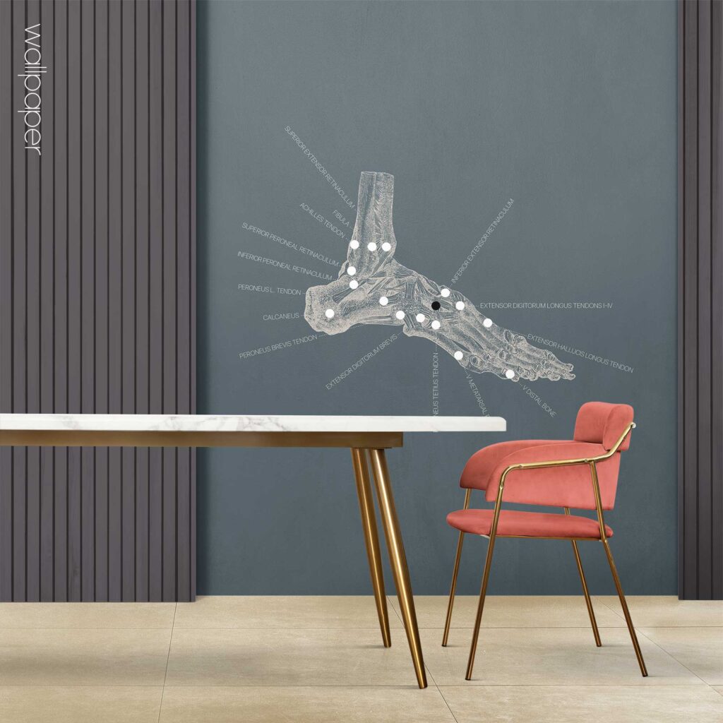 09 blue foot anatomy wallpaper – Premium Anatomy Chart by educare.design