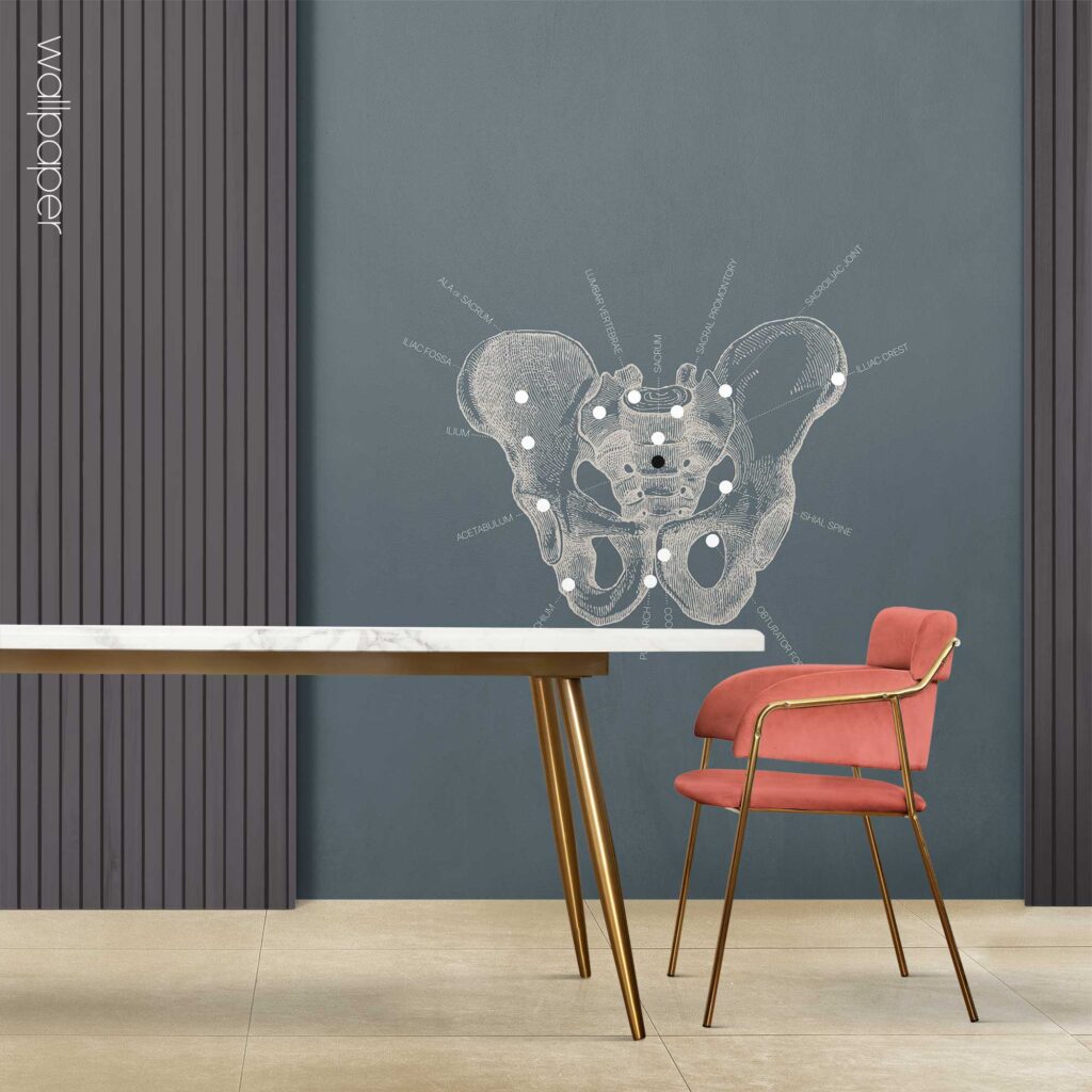 09 blue pelvis male wallpaper – Premium Anatomy Chart by educare.design