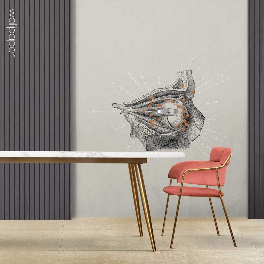 09 grey eye lateral wallpaper – Premium Anatomy Chart by educare.design