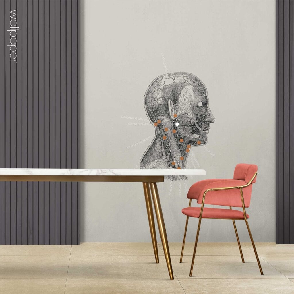 09 grey neck muscles lateral wallpaper – Premium Anatomy Chart by educare.design
