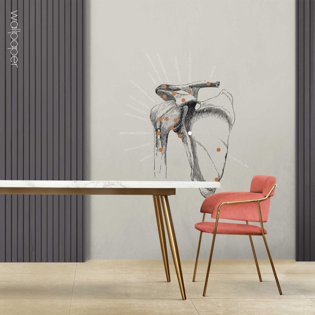 09 grey shoulder wallpaper – Premium Anatomy Chart by educare.design
