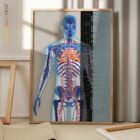 Herz-Kreislauf-System Anatomie-Chart für Praxen und Kliniken