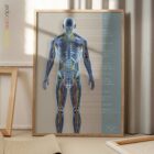 Kreislauf- und Nervensystem Anatomie-Chart für Praxen und Kliniken