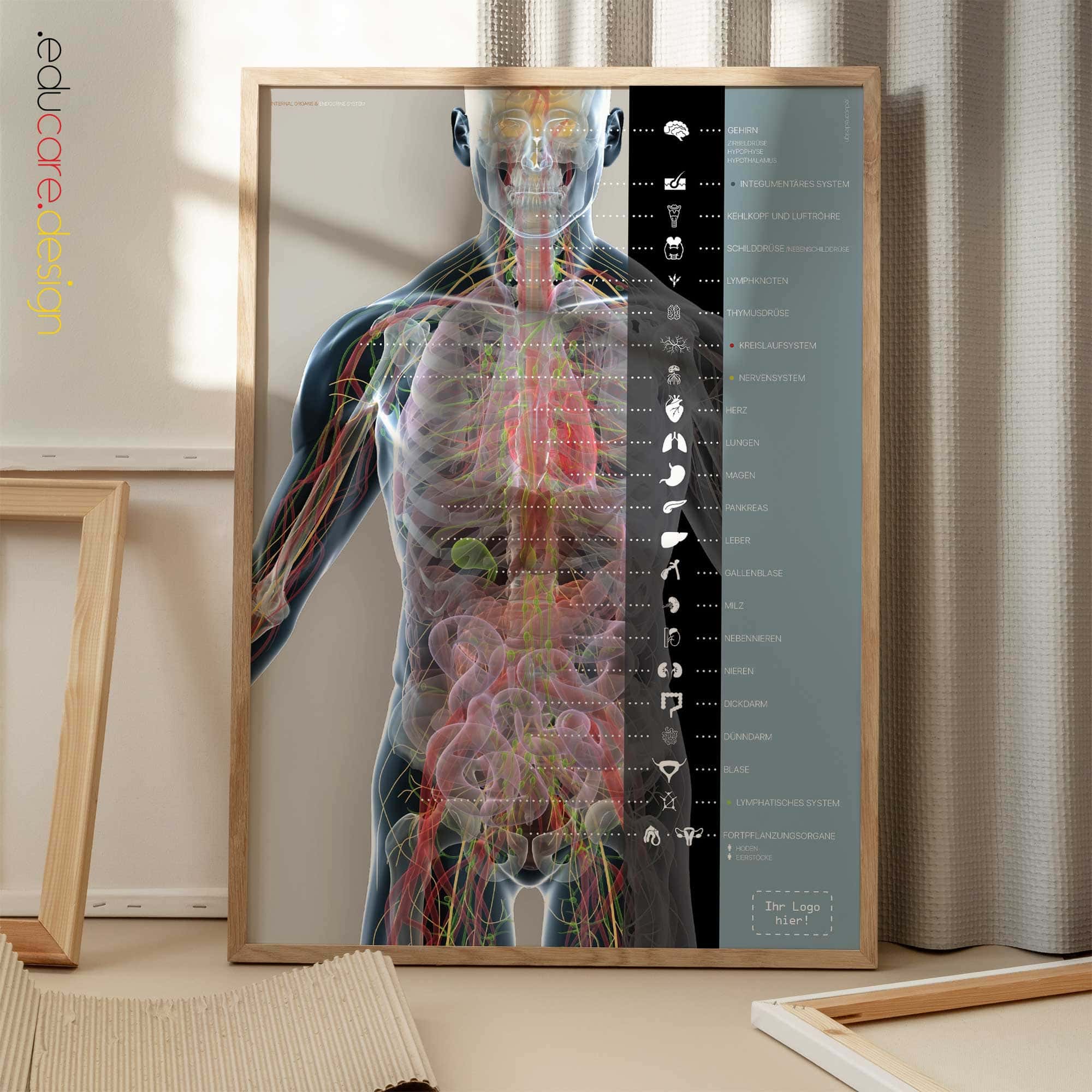 Organe und Endokrines System Anatomie-Chart für Praxen und Kliniken