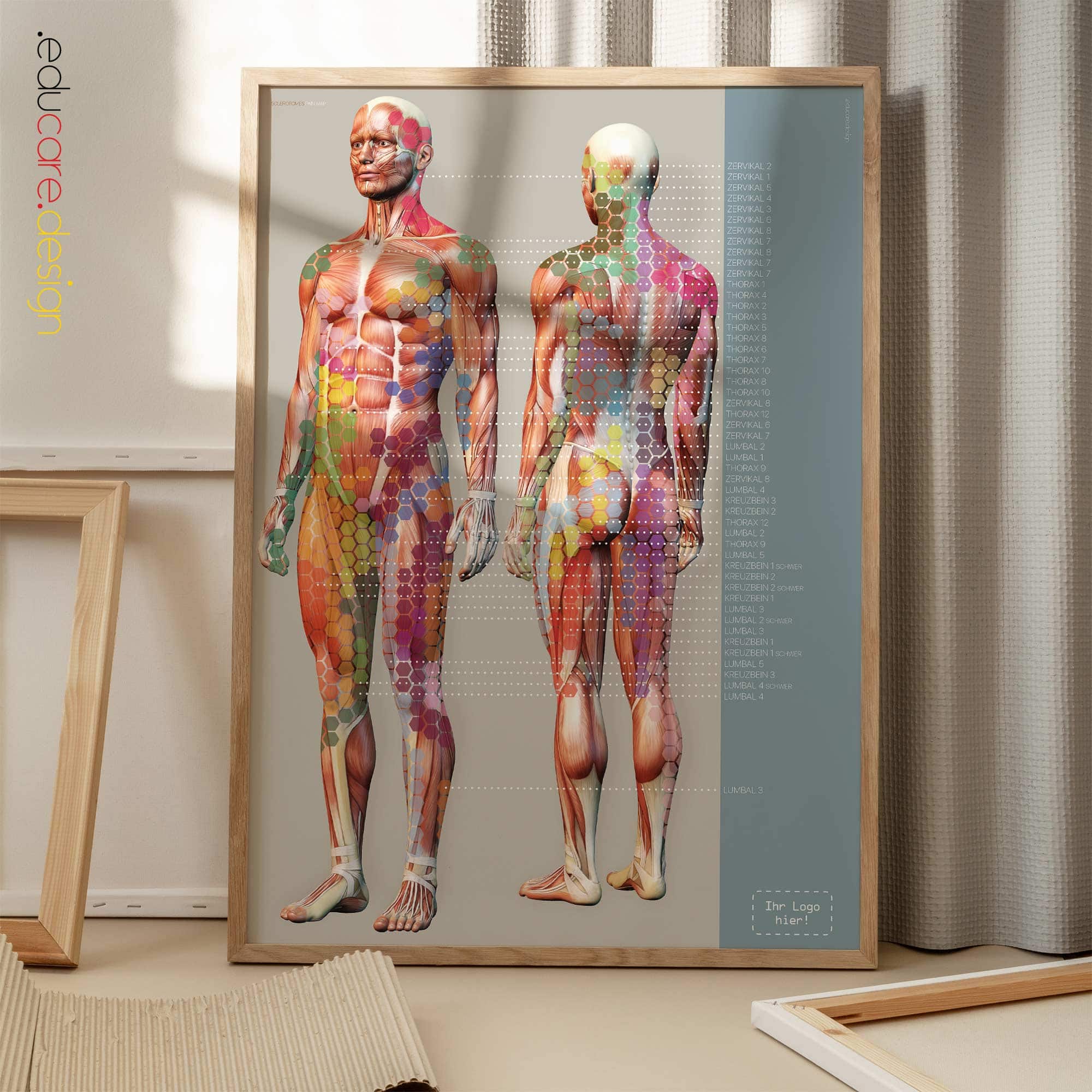 Sclerotomes Pain Map Anatomie-Chart für Praxen und Kliniken