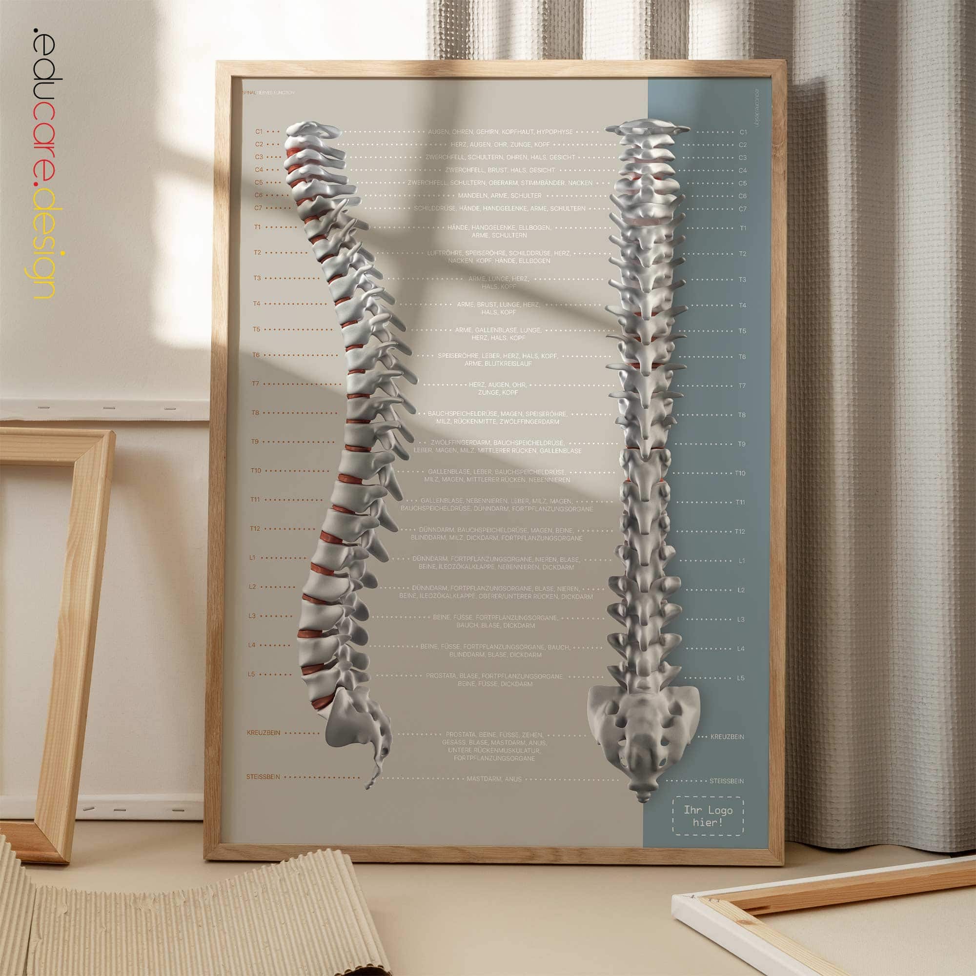 Funktion der Spinalnerven Anatomie-Chart für Praxen und Kliniken Funktion der Spinalnerven Anatomie-Chart für Praxen und Kliniken