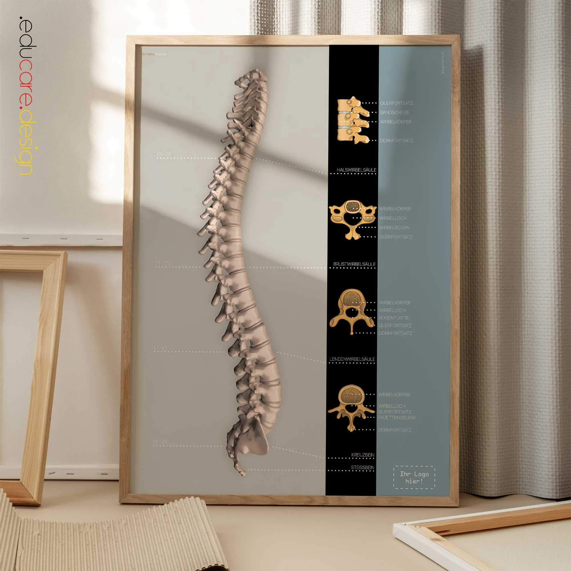 Wirbelsäule Anatomie-Chart für Praxen und Kliniken