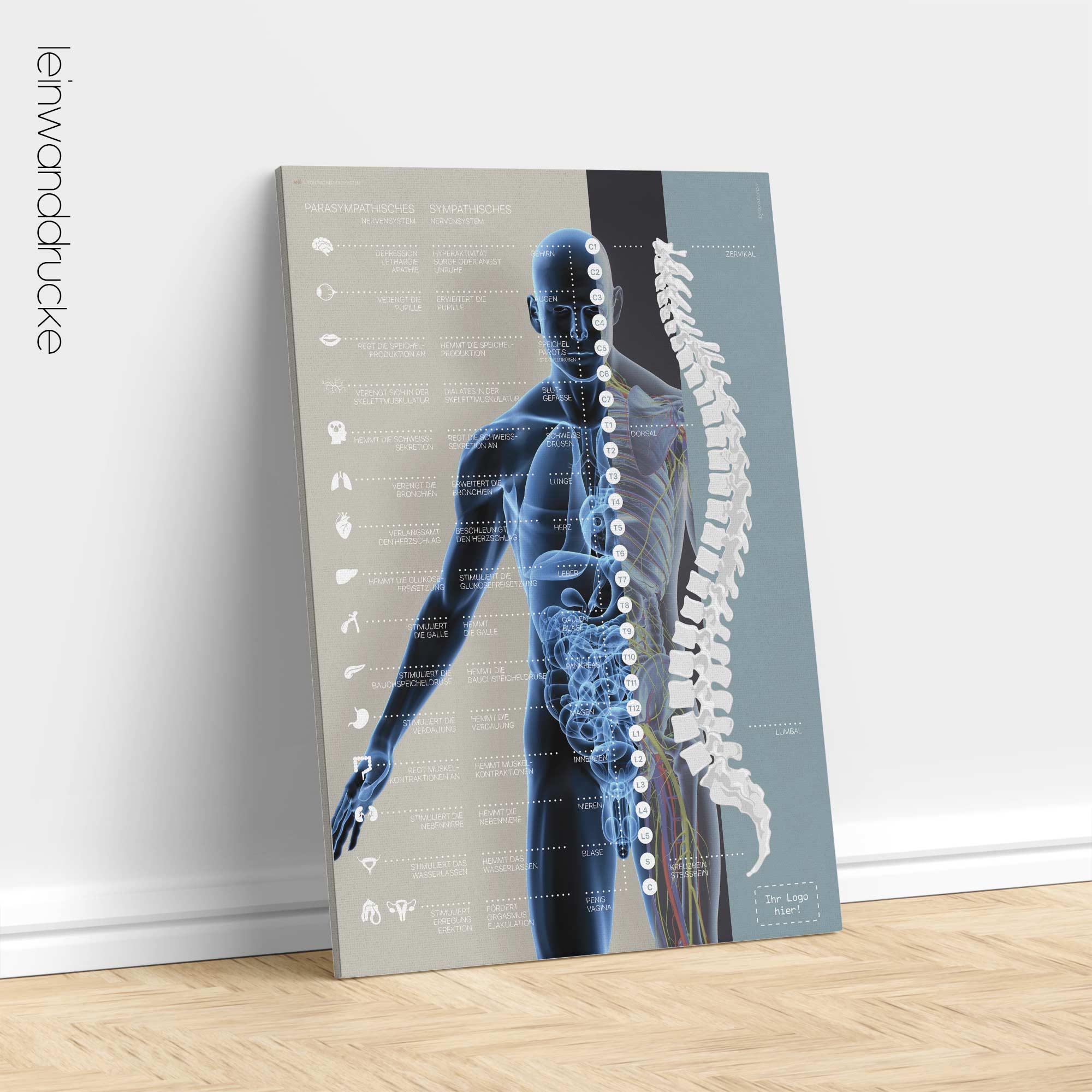 Vegetatives Nervensystem