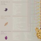 Zone Technique anatomy chart for clinics